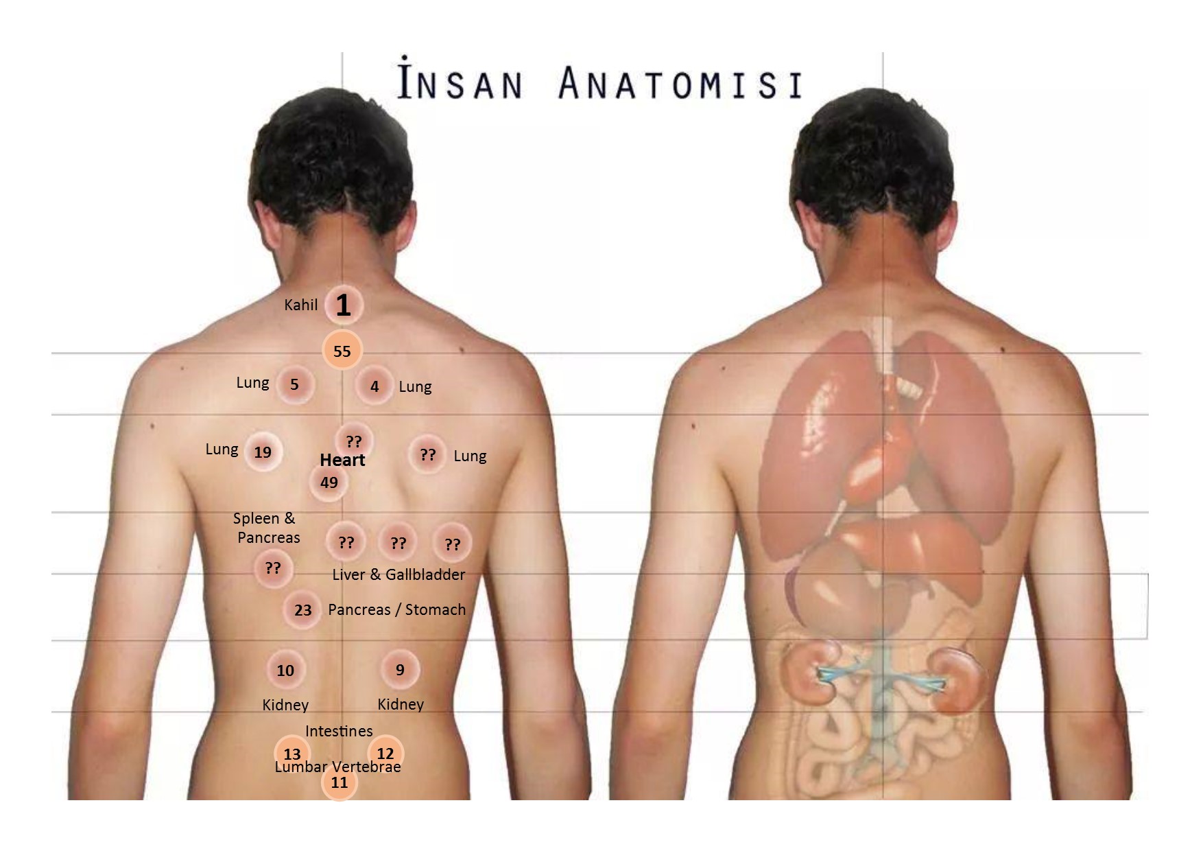 Amended Points Chart with Organ Names - Hijama Cupping London